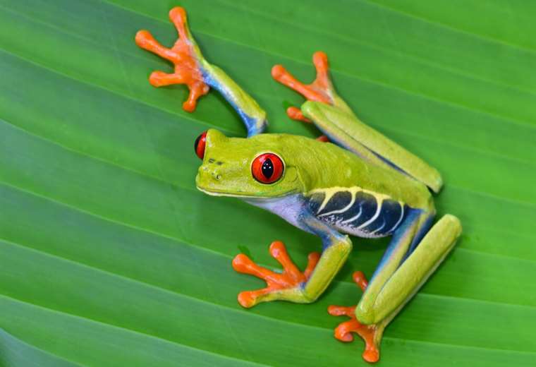 Biodiversidad en Costa Rica