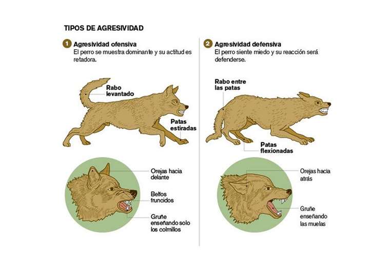 Aprenda a reconocer el lenguaje canino para evitar accidentes