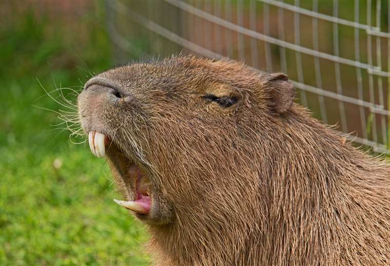 Capibara, roedor sudamericano  