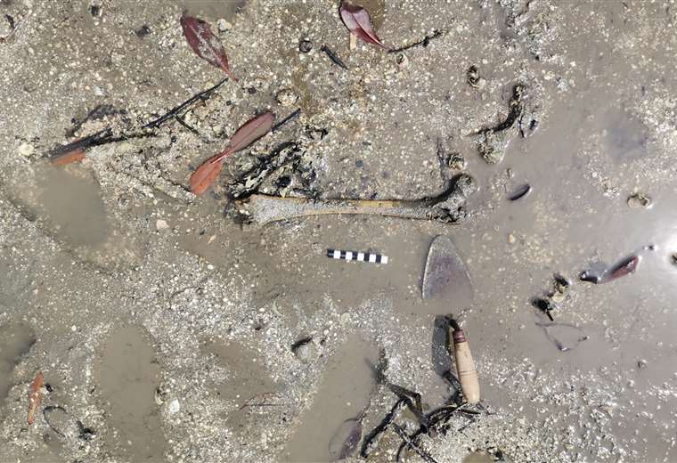 Arqueólogos ticos trabajan en conservar huesos hallados en Isla Venado