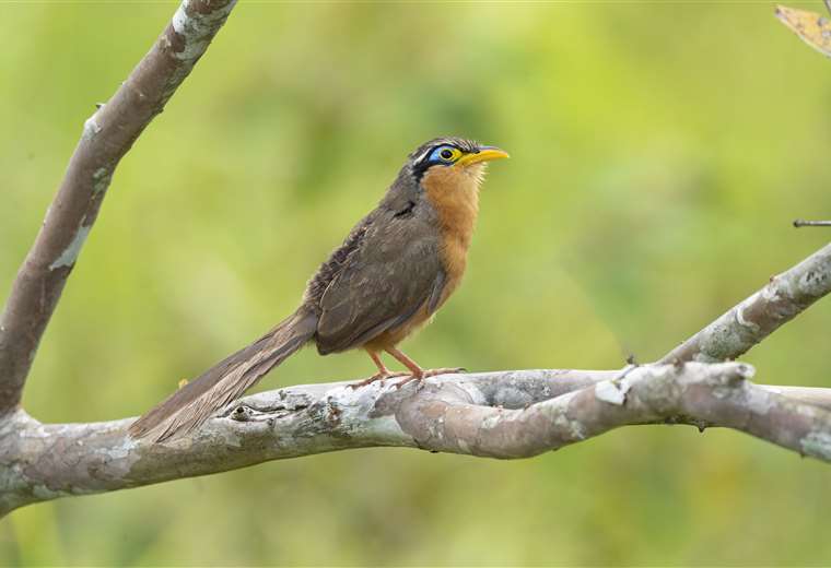 Cuclillo Sabanero 