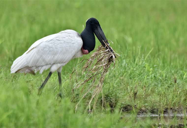 Jabiru