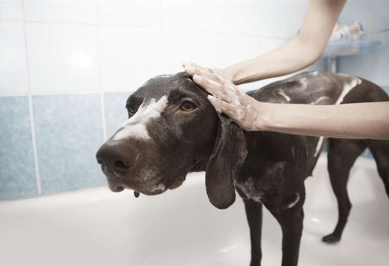 Limpieza y baño en perros