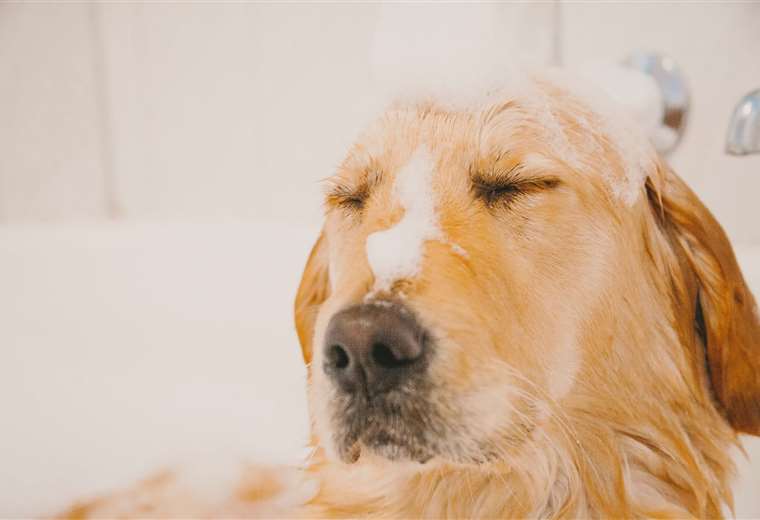 Limpieza y baño en perros