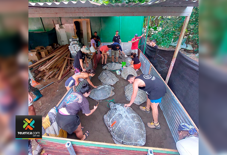 Policía rescata 10 tortugas verdes que iban a ser destazadas y detiene a seis sospechosos