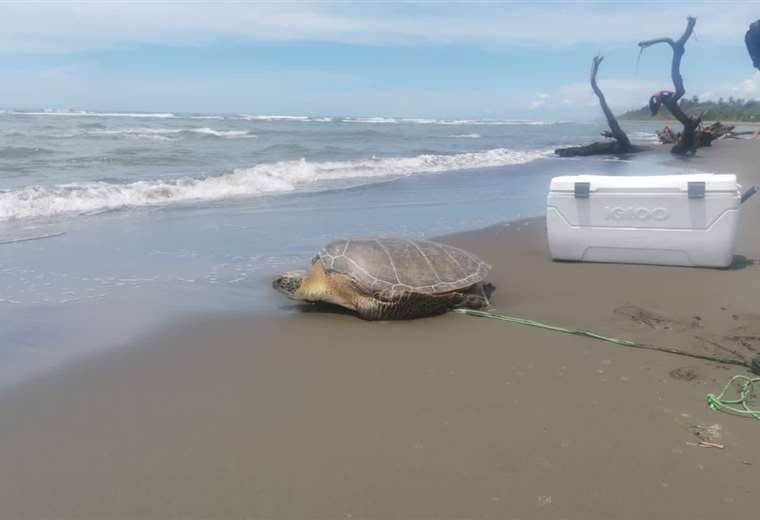 tortuga verde