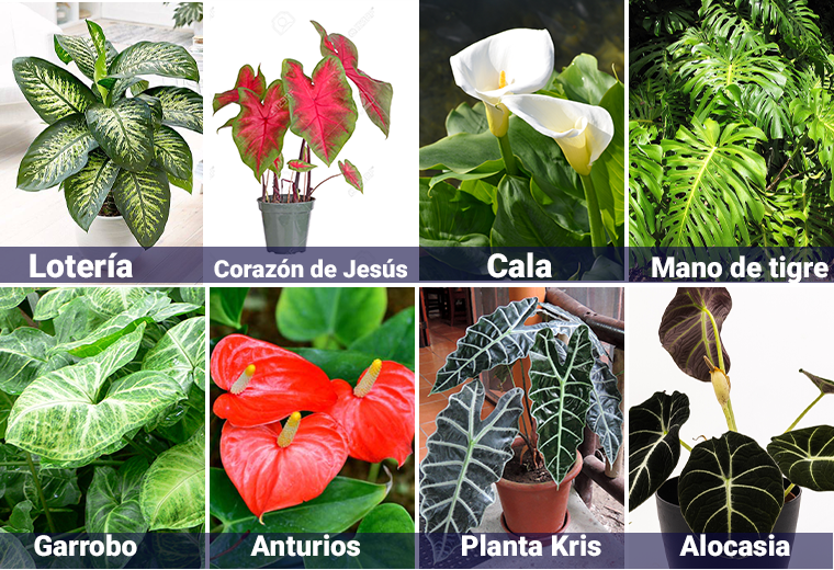 Plantas de jardines tóxicas para mascotas: ¿Cómo identificarlas?