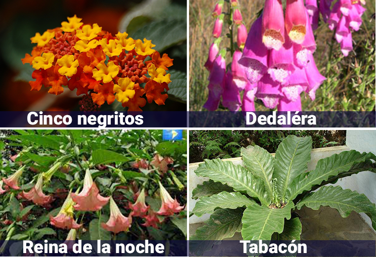 Plantas de jardines tóxicas para mascotas: ¿Cómo identificarlas?