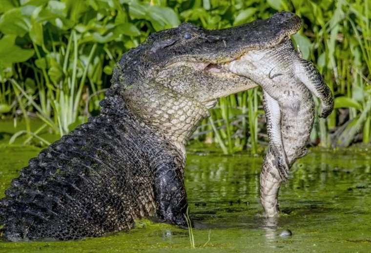 Canibalismo en el reino animal: Un vistazo a su naturaleza