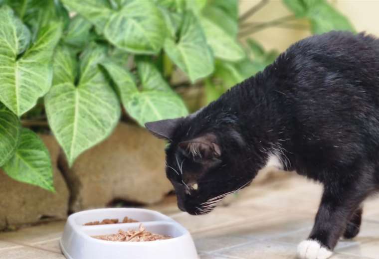 Estudio revela por qué a los gatos les gusta tanto el atún