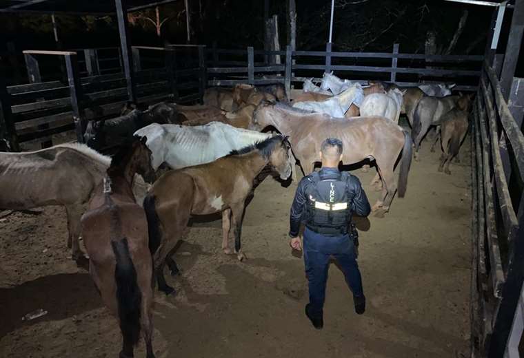 caballos