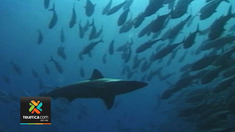 La abundancia de tiburones en la isla del Coco no debe asustar | Teletica