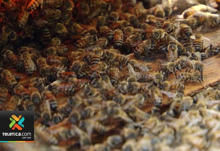 Alcalde de Tibás recibe atención médica tras ataque de abejas