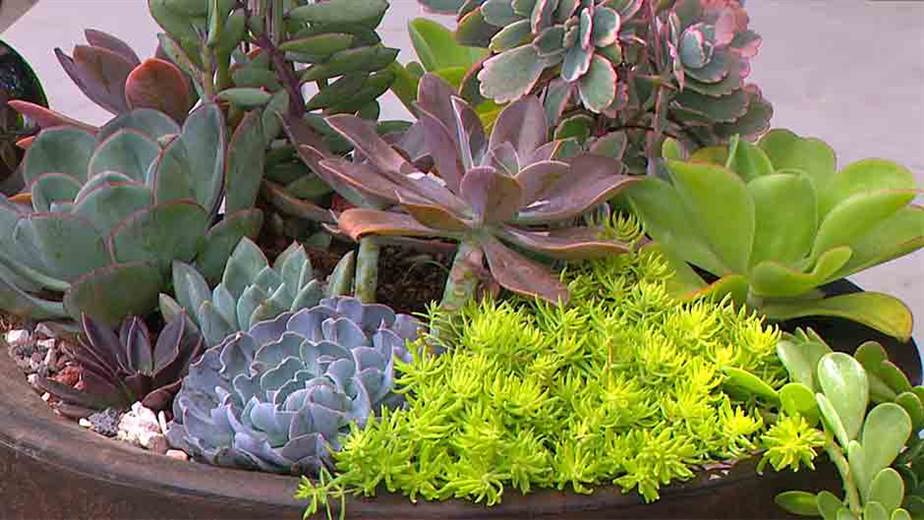 Opciones De Plantas Que No Requieren Mucho Cuidado Para Decorar Su Hogar Teletica