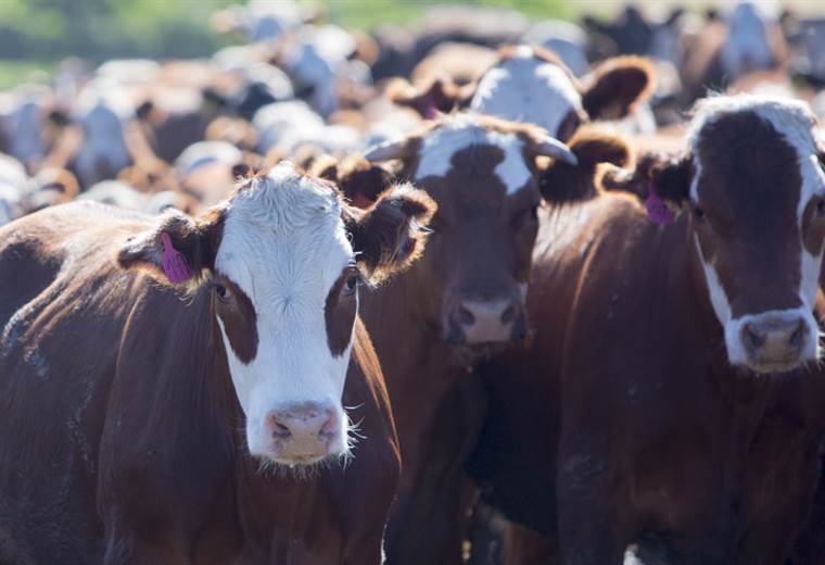 ¿es La Carne De Sudamérica Realmente La Más Dañina Para El Cambio Climático Teleticaemk 6188