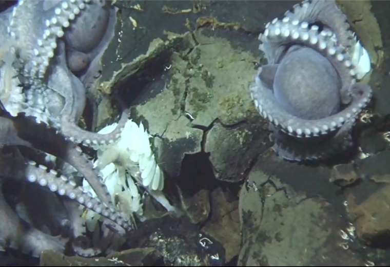 Científicos hallaron en aguas de Costa Rica a más de 100 pulpos mamás a una profundidad poco usual 