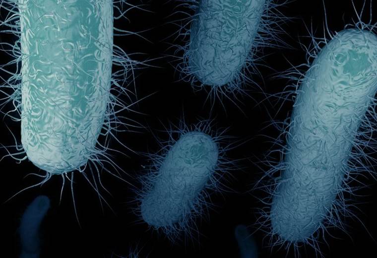 ¿Qué son las ERC, las bacterias "pesadilla" que preocupan a los médicos en Estados Unidos?