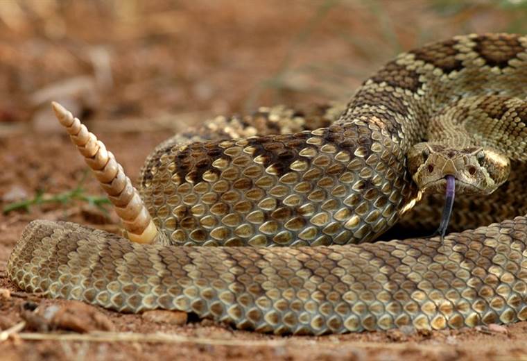 Un hombre casi muere tras ser mordido por la cabeza de una serpiente que había decapitado en EE. UU.