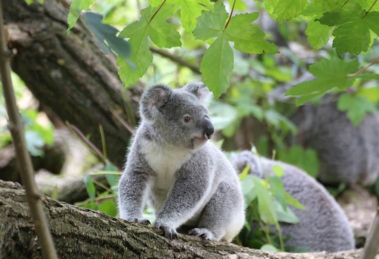 Australia declara los koalas como especie "en peligro" en su costa oriental