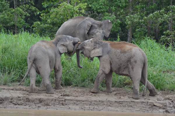 Elefantes de Borneo. 