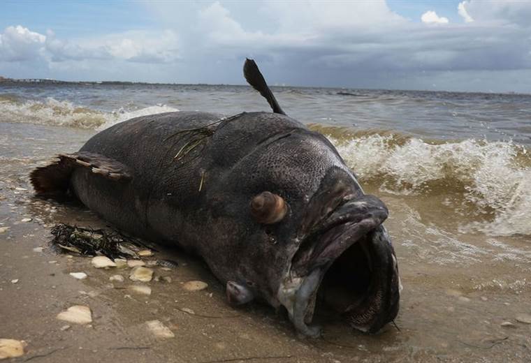 Estados Unidos: la histórica marea roja tóxica que invade las paradisiacas playas de Florida