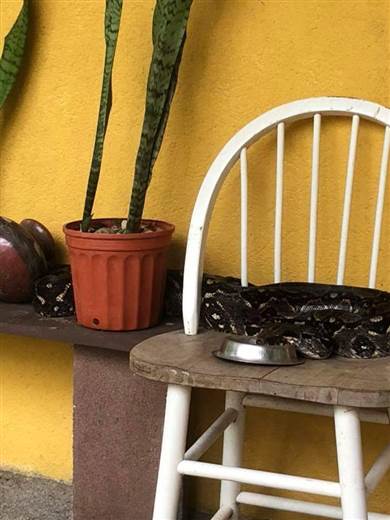 Cuerpo de Bomberos capturó serpiente boa de dos metros en Santa Cruz de Guanacaste