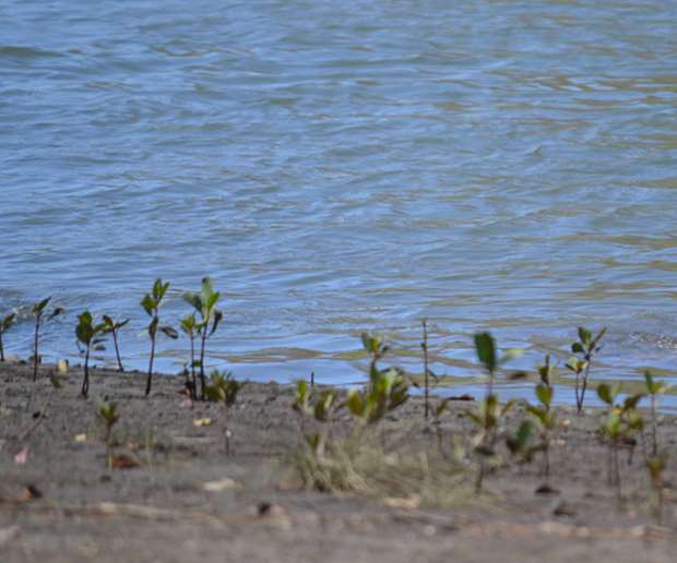 Adulto mayor aparece sin vida en río de Llano Grande de Cartago