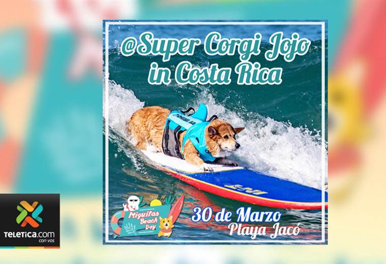Territorio de Zaguates lo invita a la primera “fiesta para perros en la playa”