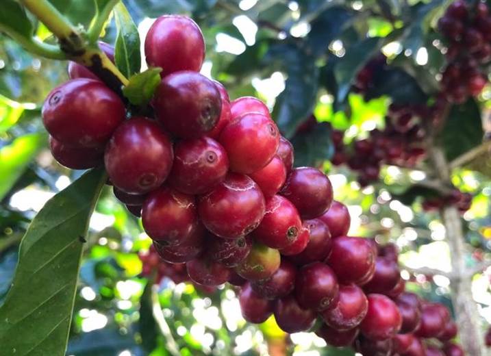 Autoridades anuncian medidas para aumentar la producción de café en los próximos tres años
