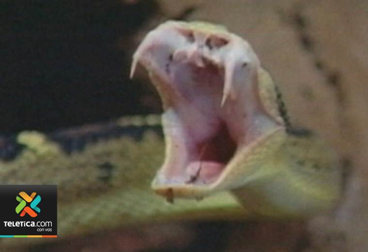 UCR busca reducir en un 50% las muertes por mordedura de serpiente