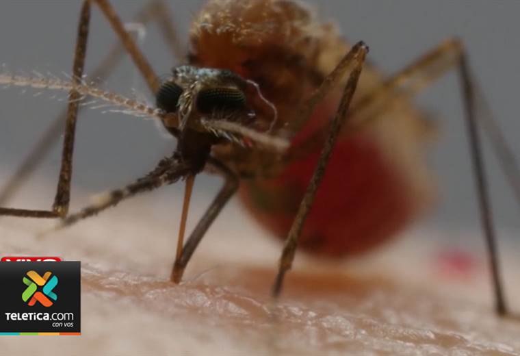 OMS quiere erradicar la malaria en 25 países antes de 2025