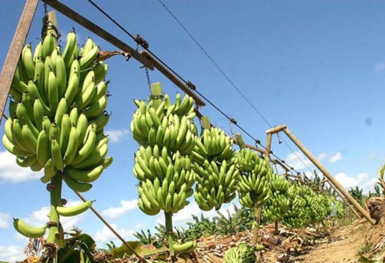 Colombia detecta posible brote de hongo letal para el banano