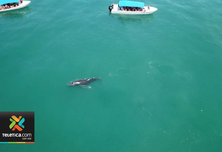 Edición 11 del Festival de ballenas y delfines se realizará este fin de semana en Osa