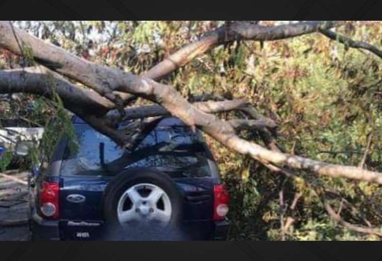 Gran árbol cae sobre vehículo en Cañas de Guanacaste
