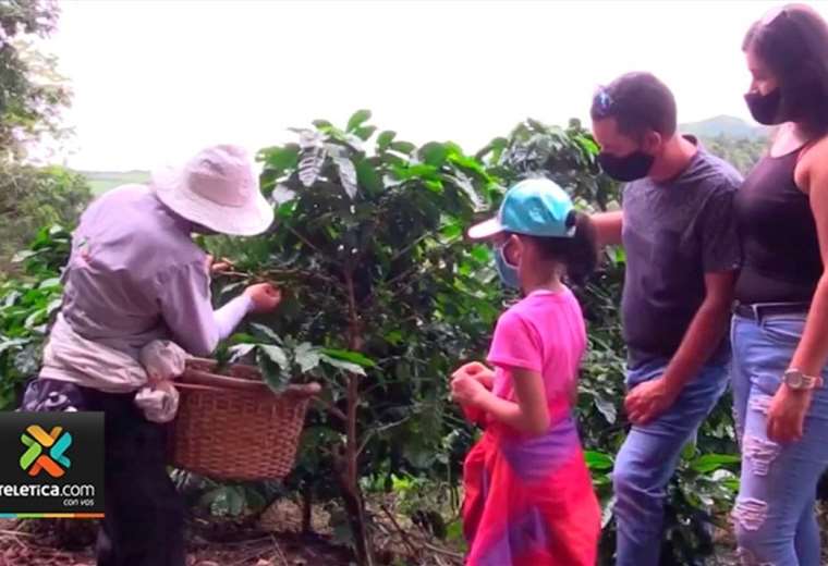 Productores de café tendrán que traer a recolectores de Nicaragua