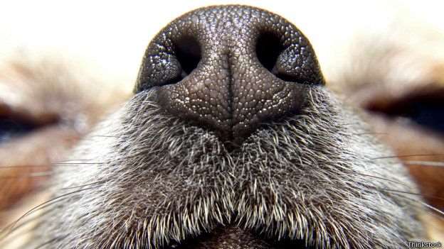 ¿Por qué los perros se huelen el trasero?