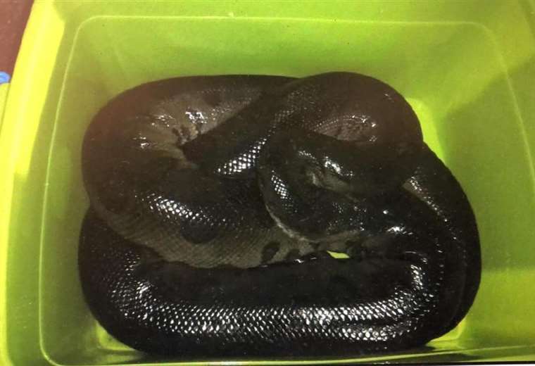 Hombre está detenido por intentar vender una anaconda por internet en Heredia