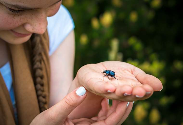 Teléfonos móviles podrían influir en mortalidad de los insectos