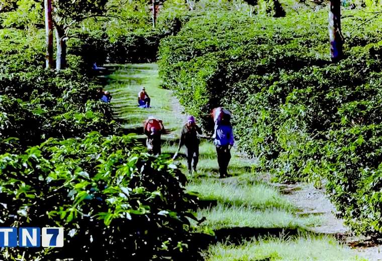 20 mil indígenas panameños ingresarán al país a recolectar café