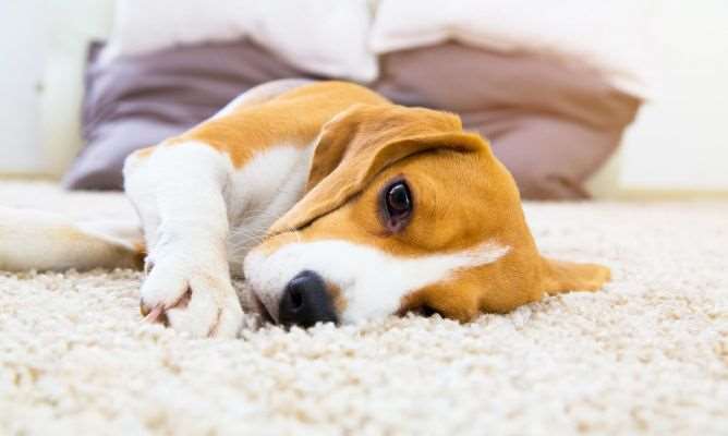 Epilepsia en perros: ¿Qué debo hacer?