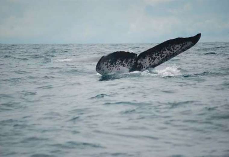 Científicos recolectan el soplo de las ballenas para medir el estrés provocado por el turismo
