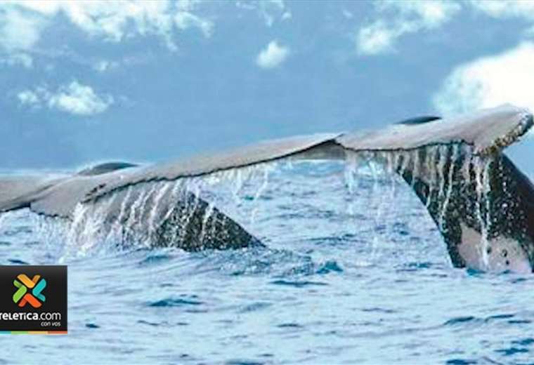Decenas de ballenas gigantes visitan el Pacífico costarricense