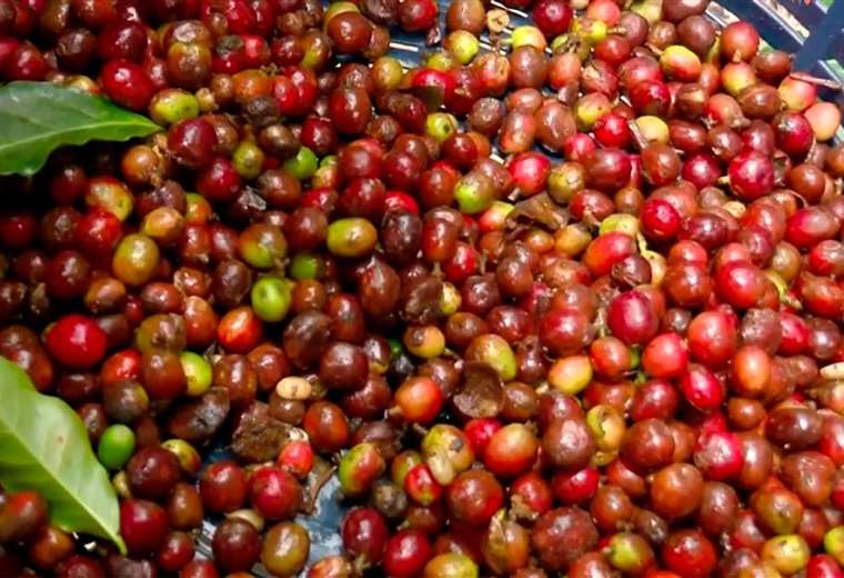 Se requieren 3.000 recolectores de café para fincas en GAM