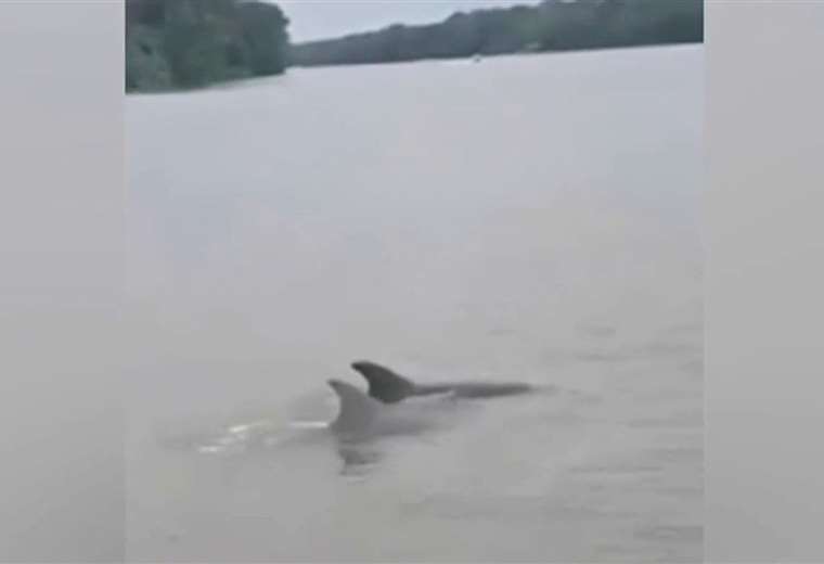 Delfines sorprenden y cautivan a los vecinos de Tortuguero