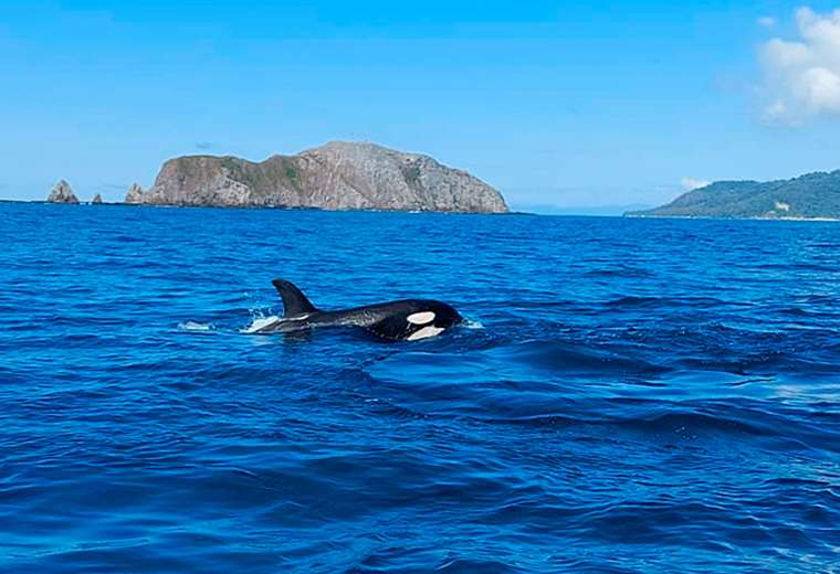 Turistas fueron sorprendidos al ver Orcas cazando en Puntarenas