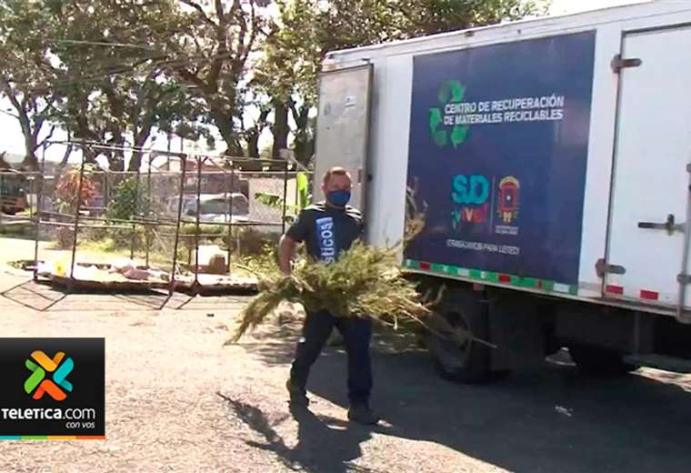 Municipalidad de San José recolectó 2.500 árboles de Navidad
