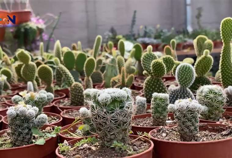 El paraíso de los cactus y suculentas está en Puriscal