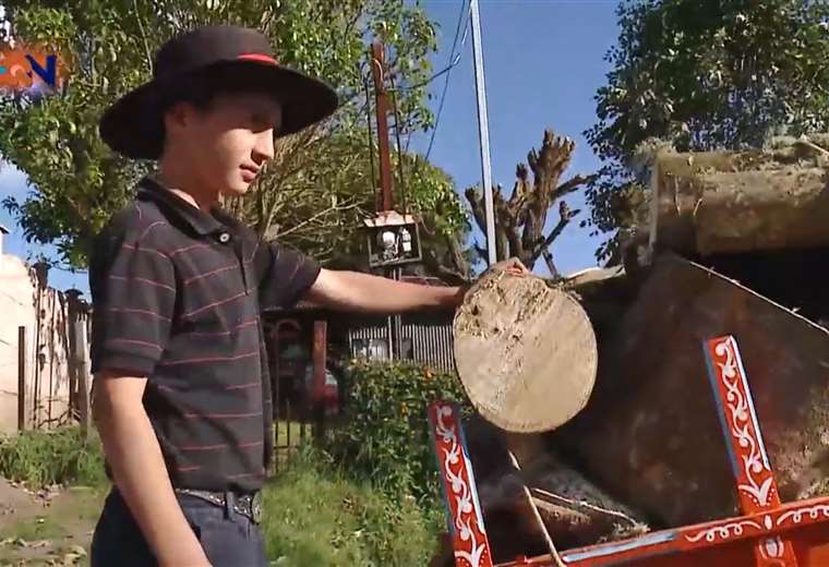 Niño de 10 años aprovecha vacaciones para trabajar con bueyes 