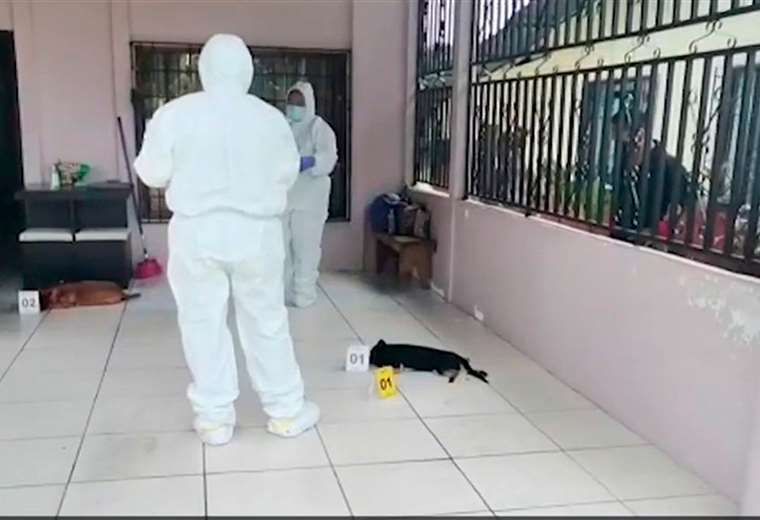 Envenenan a dos perros en el corredor de su casa en Palmar Norte