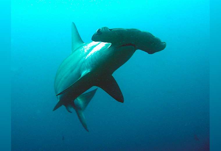 Los cinco mitos más comunes sobre los ataques de tiburón